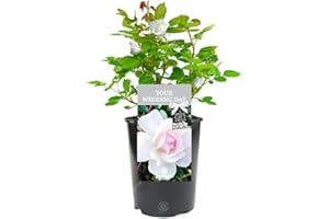 GARDENERSDREAM Your Wedding Day Rose - Celebrate The Happy Couple's Big Day with a Unique Living Plant Gift