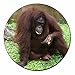 Produktbild Orang-Utan Kühlschrankmagnet TierstrumpffüllerGeschenk