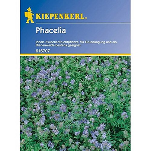 Kiepenkerl 910469 Phacelia Lizette, 50 g