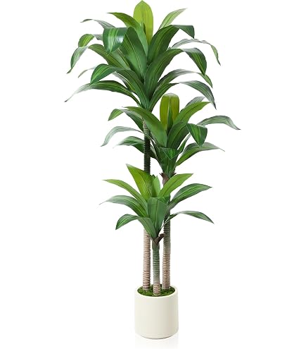 albino monstera kaufen High White Variegation Monstera Cutting with Great Stem Variegation   Monstera Supply Co