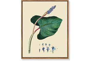 MHARTK66 Quadri Vintage Botanico Soggiorno con Cornice Legno, 30x40 cm Stampe da Parete Erbacce di Luccio Pianta Acquatica, Quadro Camera da Letto Su Tela Decorazioni Parete Desktop Bagno Ufficio