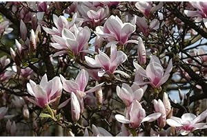 Magnolia Soulangeana Plant 2-3ft Tall Supplied in a 3L Pot by DirectPlants™