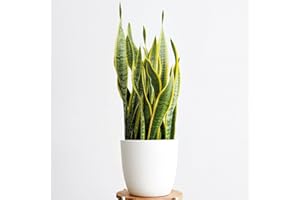 CAMBRIDGE BEE Snake Plant- hiuseplant for Shade - House or Office Plant -Sansevaria - Mother in Laws Tongue sansevieria in - 9cm Pots 30cm