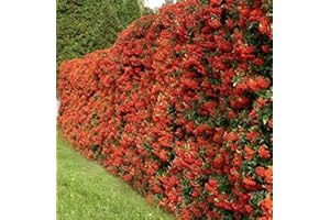 Mueller Muenchehof Pflanzen GmbH Feuerdorn, Feuerdornhecke, im Topf 80-100cm