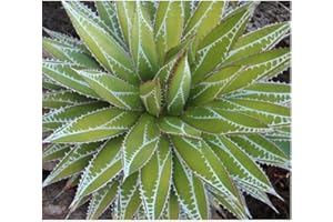 EXOTIC PLANTS Agave impressa - Agave - 5 Samen