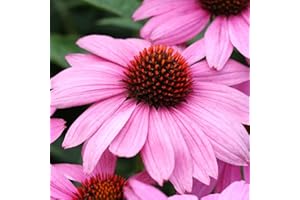 THOMPSON & MORGAN Echinacea Plants Plugs Coneflower ‘Nectar Pink’ Garden Plant Hardy Perennial Flowering Garden Plants Easy to Grow Your Own 12x Plug Plants by Thompson and Morgan (12)