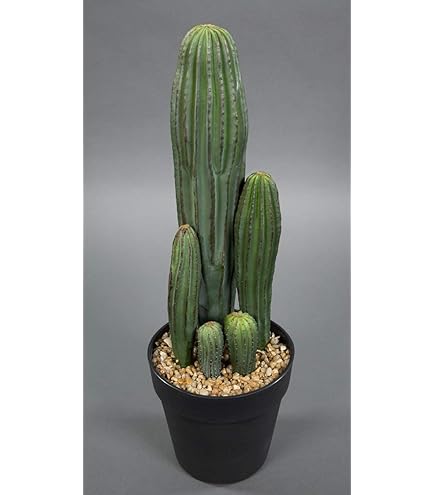 monstera monkey leaf wasserpflanze Monstera Monkey Leaf kaufen