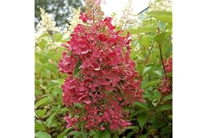 ARBORIX, PLUS VERT - MOINS CHER Hydrangea Paniculata 'Pinky Winky'- Hortensia paniculé 'Pinky Winky' 40-50 cm en conteneur
