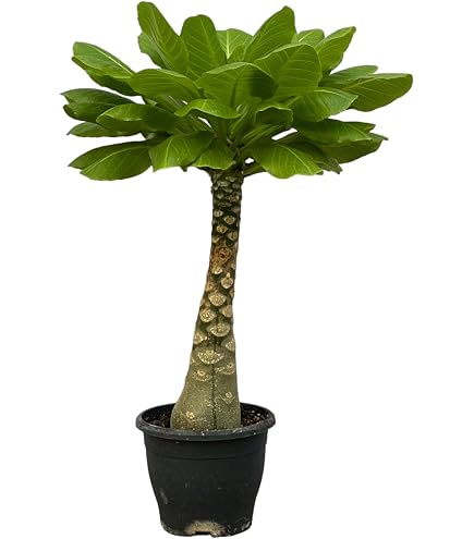 Trendyplants - Caryota Mitis - Fischschwanzpalme - Zimmerpflanze - Hhe  200-220 cm - Topfgre 40cm : Amazon.de: Garten