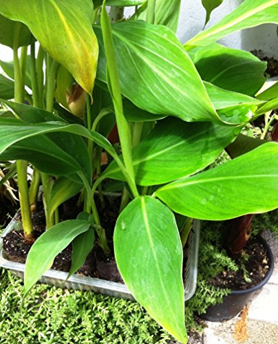 Future Exotics Musa Dajiao Banane Fruchtbanane winterhart 20 – 30 cm, 2 Stück - 3