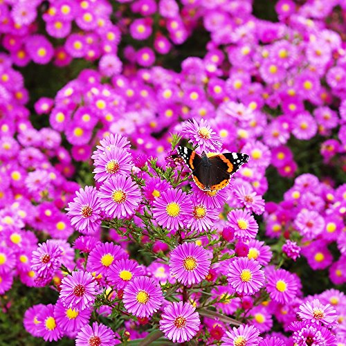 Michaelmas Daisy, New England semi di Aster - Aster novae-angliae