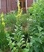 Produktbild Seedeo Königskerze (Verbascum thapsiforme) 200 Samen