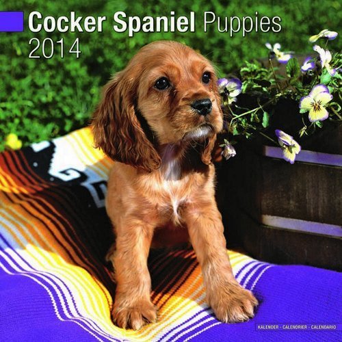 Chickens 2014 (Calendar 2014) by Avonside Publishing (2013-08-01)