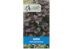 PLANETE GRAINES 800 graines shiso rouge/violet pourple - perilla - persil japonnais - cuisine japonnaise - plante aromatique