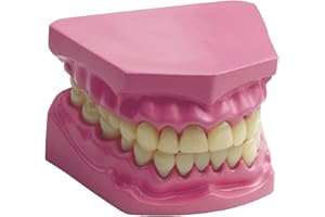 ボーネルンド Edu Science 03091 Anatomical Teeth/Dental Set Model, multi-color
