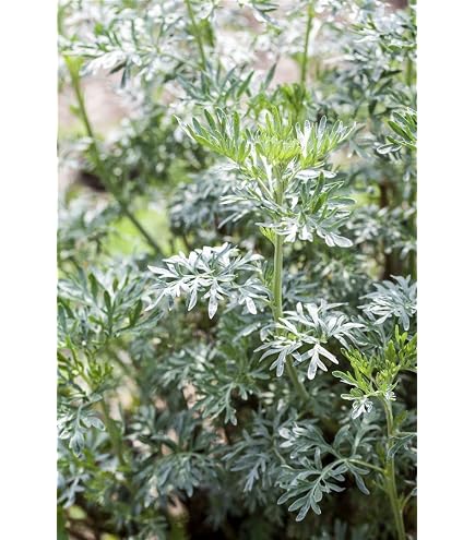 Schöllkraut Warzenkraut Chelidonium Majus Pflanze