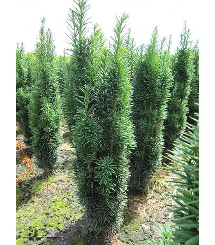 Dehner Gemeine Eibe, Taxus baccata, weiche Nadeln, 60-70 cm, 4 l Topf,  Nadelgehlz : Amazon.de: Garten