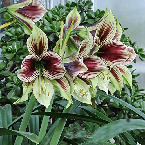 Qhydz Garten 30pcs Semillas Flores Azucena Lirios Grandes Semillas De Amaryllis Bonsai Planta Ornamental Para Jardin