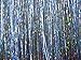 20" Hair Tinsel 100 Strands - Sparkling Silver