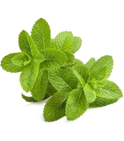 Lot De 500 Graines De Menthe - 250 Menthe Verte + 250 Menthe Poivrée - Pour Potager, Aromatiques - 7