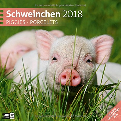 Schweinchen 2018: Broschürenkalender