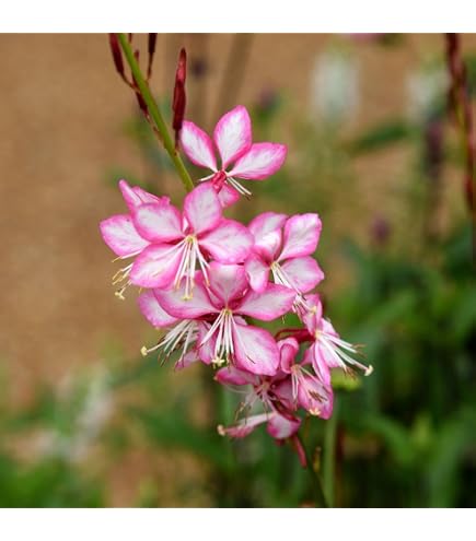 Gaura lindheimeri 'Gambit Variegata Rose'- Ready to Plant Out- Comes Back  Every Year (Hardy) - Flowers from Summer to Autumn- Loved by Bees  (Middleton Nurseries) (1 Litre(13cm Pot)) : Amazon.co.uk: Garden