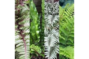 CARBETH PLANTS 3 x Outdoor Fern Collection Mix - Hardy Varities and Colours - Athyrium - Asplenium Plants