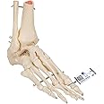 3B Scientific A31 Foot and Ankle Skeleton Model + free Anatomy App - 3B Smart Anatomy