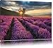 Produktbild Traumhafte Lavendel Provence mit einsamen Baum Format: 100x70 auf Leinwand, XXL riesige Bilder fertig gerahmt mit Keilrahmen, Kunstdruck auf Wandbild mit Rahmen, günstiger als Gemälde oder Ölbild, kein Poster oder Plakat