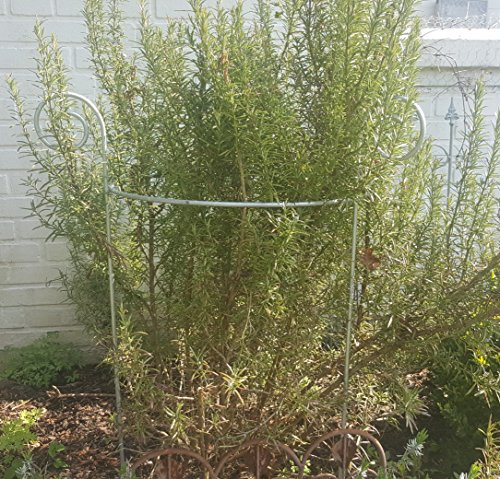Stabiler Staudenhalter Verzinkt Ø 60cm, Volleisen Strauchhalter, Rankgerüst, - 6