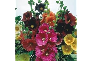 SVI 50 (Rose Violet Jaune Blanc) trémière Super Single Mix Graines