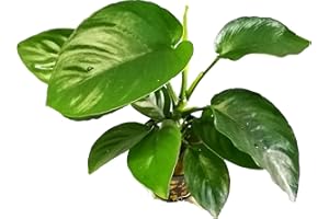 AQUA BREEDING SKILL AquaBreedingSkill Anubias barteri var Barteri – plante d’aquarium vivante pour eau douce, plante verte décorative pour aquarium, idéale pour poissons et crevettes – avec passeport phyto (Barteri)