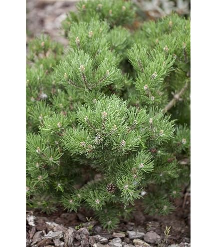 Pinus Mugo Allgäu – Bergkiefer Im 3L Topf, 20–25 Cm | Zwergig & Kompakt Für Steingarten & Bonsai