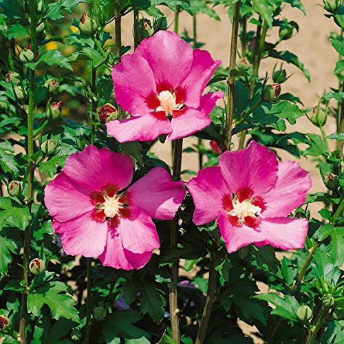 Roseneibisch, (Hibiskus syriacus), rot blühend, 1 Strauch - 3
