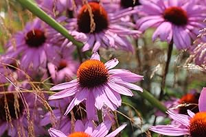 DAMAVAND PRO Echinacea Perennial coneflower 'Magnus' Hardy Pink Flowering Bushy Garden Plants Easy to Grow Your Own Flower 150 Seeds