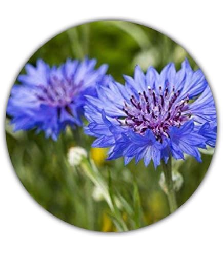 1000 Graines De Bleuet Centaurea Cyanus - Fleurs Sauvages Pour Prairie Fleurie Et Pâturage Apicole