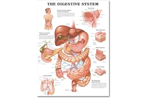 Guangzhou Conjunto de póster anatómico, Laminado, póster Muscular, esquelético, digestivo y respiratorio 6#