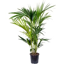 Exotenherz Goldfruchtpalme (Areca) – Luftreinigende Zimmerpflanze, Pflegeleicht, Im 12 Cm Topf