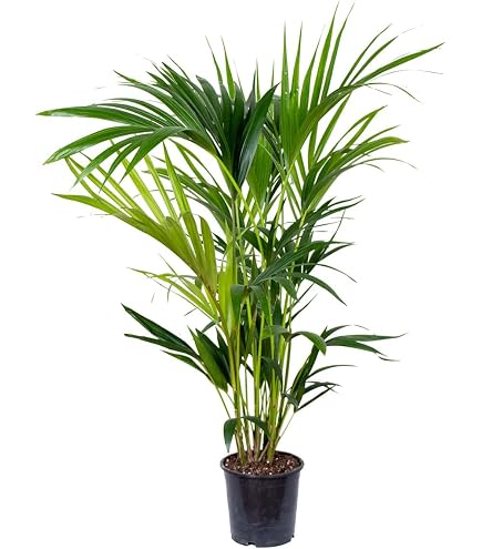 Cipresso - 2 Pezzi - Cupressus sempervirens 'Totem' - Altezza 60-80cm - ⌀ 19cm | Leroy Merlin