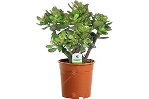 GARDENERSDREAM Arbre de Jade - Crassula Ovata - 1 Plante d'intérieur Ornementale pour Maison ou Bureau