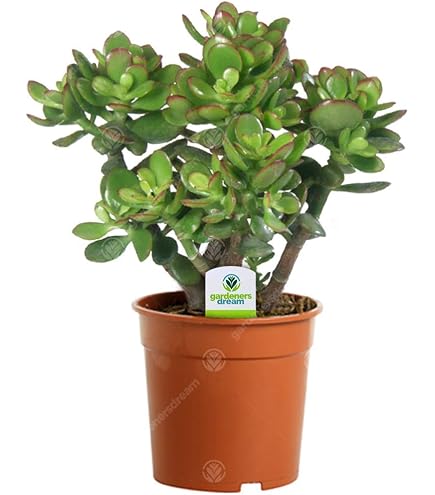 zimmerpflanze palme klein XXL Kentia Palme liefern lassen – Green Me Up