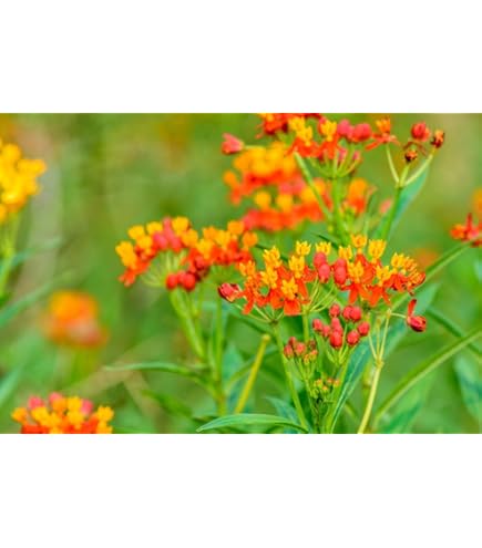 Purple Calotropis Gigantea Plant Seeds For Planting - NON GMO Seeds - Foto 2