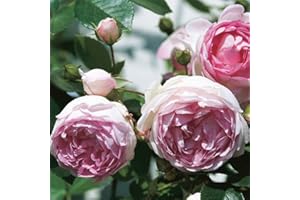 Kletterrose „Jasmina" (Premium) - violett-rosa blühende Topfrose im 6 L Topf - frisch aus der Gärtnerei - Pflanzen-Kölle Gartenrose