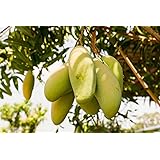 Aiden Gardens Exotic Hybrid Rare Dwarf Malgova Mango (Grafted) Live Plant Dwarf Variety