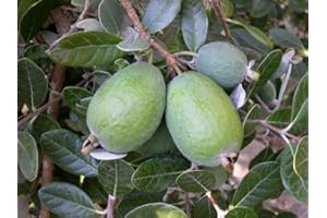 VIVAIO GARDEN FOREST Feijoa Sellowiana (Acca sellowiana) – Pianta da Frutto H 80 cm in Vaso – Fioritura Ornamentale, Frutti Profumati e Commestibili – Resistente a Freddo e Siccità – FOTO REALI