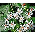 Bigreen Live Parijaat Harsingar Plants with Pots | Fragrant & Medicinal Night-Flowering Jasmine | Ornamental Blooming Tree for Home, Garden & Balcony | Herbal Plant (Pack of 2)