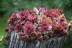 GROW YOUR SECRET GARDEN Sempervivum arachnoideum 50 Seeds, Hens and Chicks, Houseleek, Succulent Seeds