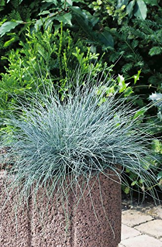 Blauschwingel Festuca glauca – winterhart immergrün Bodendecker mehrjährig – Ziergras von Garten Schlüter - 3