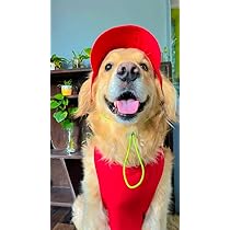 Dog-O-Bow Red Baseball Cap for Dogs (Large) : Amazon.in: Clothing 