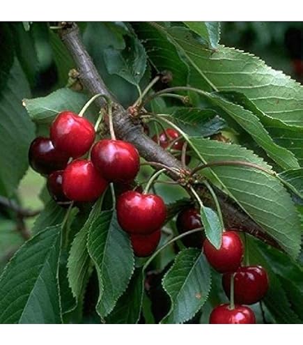 Kirschbaum Burlat Süßkirsche 110-140cm - Buschbaum Im 10 Liter Topf